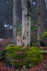 A European lynx-sitting atop a mossy boulder in a scenic forest Bavaria-Germany Art Print